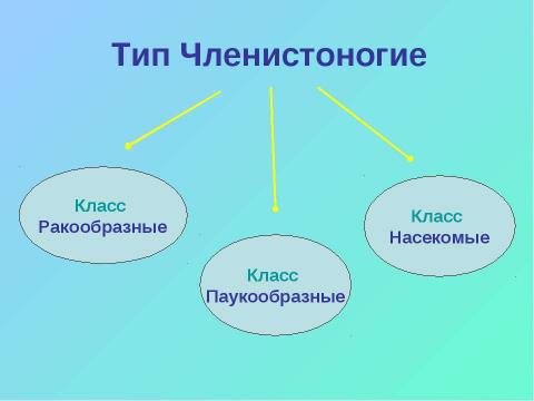 Презентация на тему "Тип Членистоногие" по биологии