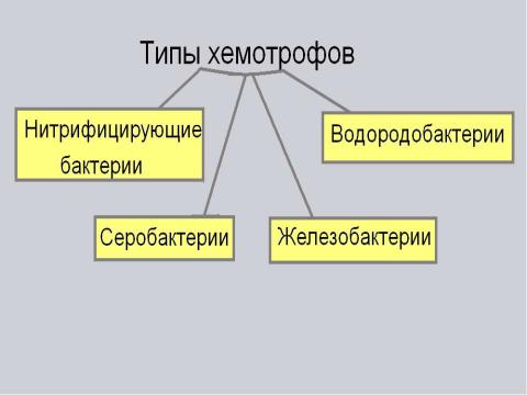 Презентация на тему "Фотосинтез. Хемосинтез" по биологии