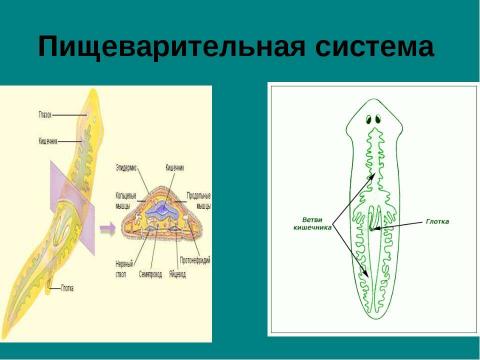 Презентация на тему "Тип плоские черви" по биологии