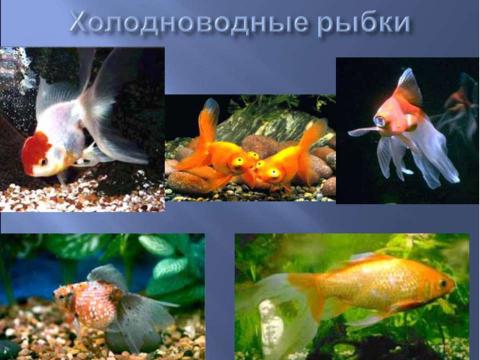 Презентация на тему "Аквариум – маленькая искусственная экосистема (3 класс)" по начальной школе