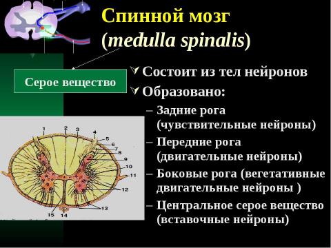 Презентация на тему "Cпинной мозг и спинномозговые нервы" по медицине