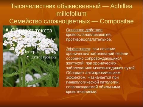 Презентация на тему "Кровоостанавливающие растения" по биологии