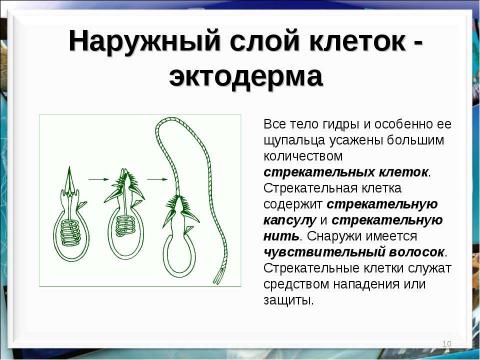 Презентация на тему "Тип кишечнополостные Пресноводный полип гидра" по биологии