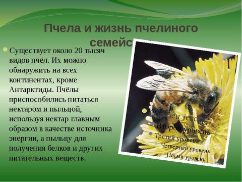 Презентация на тему "правильные пчёлы делают правильный мёд" по окружающему миру