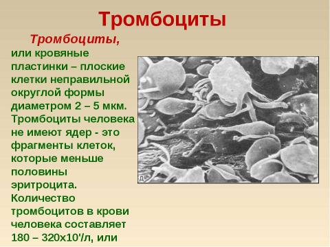 Презентация на тему "Кровь: состав и значение" по биологии