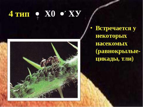 Презентация на тему "Генетика пола. Наследование, сцепленное с полом" по биологии