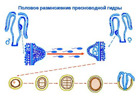 Презентация на тему "Биология в схемах и таблицах" по биологии