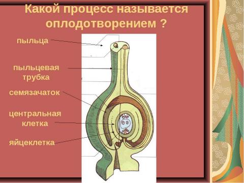 Презентация на тему "Размножение растений. Оплодотворение" по биологии