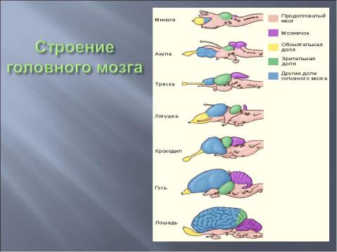 Презентация на тему "Координация и регуляция 6 класс" по биологии