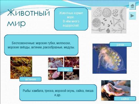 Презентация на тему "Арктика" по географии