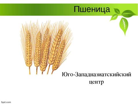 Презентация на тему "Селекция растений" по биологии