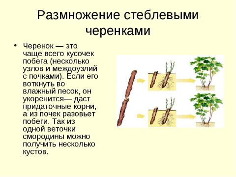 Презентация на тему "Вегетативное размножение растений" по биологии