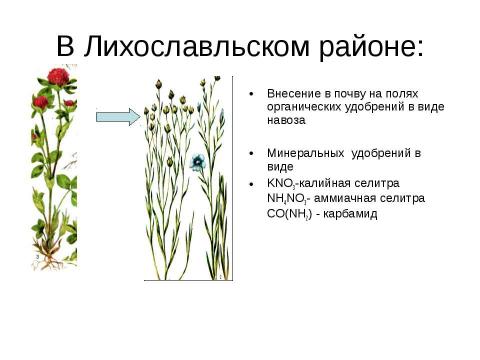 Презентация на тему "Характеристика азота как химического элемента и простого вещества" по химии