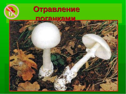 Презентация на тему "Грибное царство Смоленских борков" по начальной школе