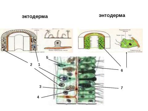 Презентация на тему "Кишечнополостные" по биологии