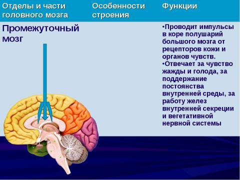 Презентация на тему "Строение и функции головного мозга" по биологии