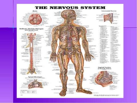Презентация на тему "Строение и функции нервной системы" по биологии