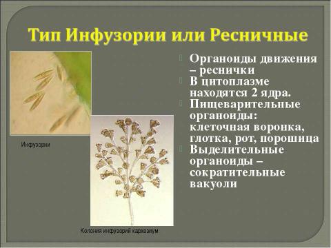 Презентация на тему "Многообразие одноклеточных организмов" по биологии