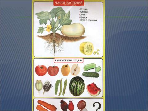 Презентация на тему "Что общего у разных растений?" по окружающему миру