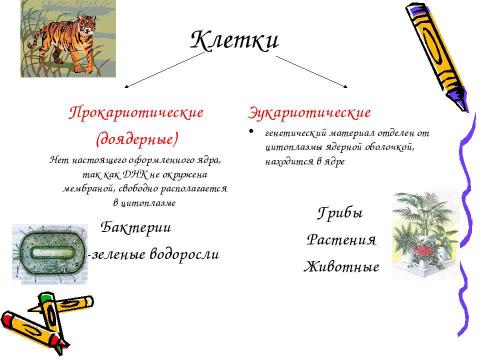 Презентация на тему "Эукариотическая клетка. Цитоплазма. Органоиды" по биологии