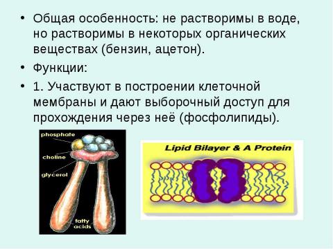 Презентация на тему "Жиры - Липиды" по химии