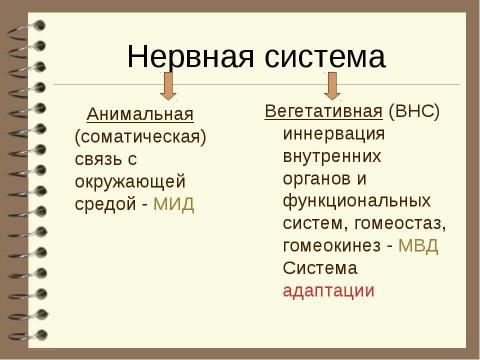 Презентация на тему "Патология вегетативной нервной системы" по медицине