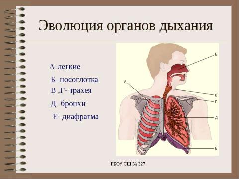 Презентация на тему "Особенности дыхания у животных" по биологии