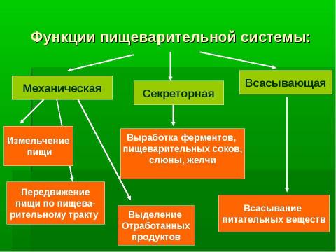 Презентация на тему "Пищеварительная система" по биологии