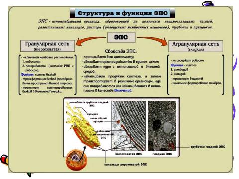 Презентация на тему "Эукариотическая клетка. Цитоплазма. Органоиды" по биологии