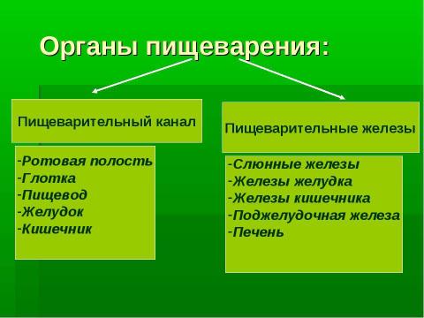 Презентация на тему "Пищеварительная система" по биологии