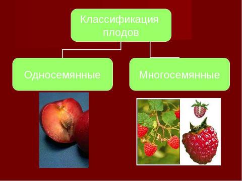 Презентация на тему "Плоды. Значение и разнообразие плодов." по биологии