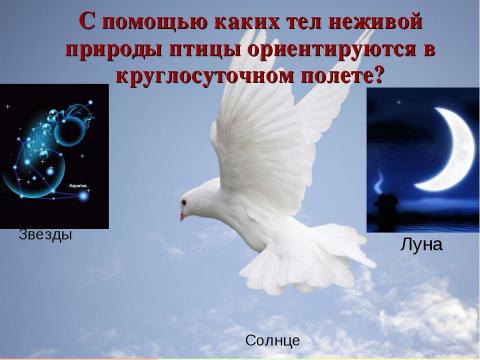 Презентация на тему "Единство живой и неживой природы 2 класс" по окружающему миру