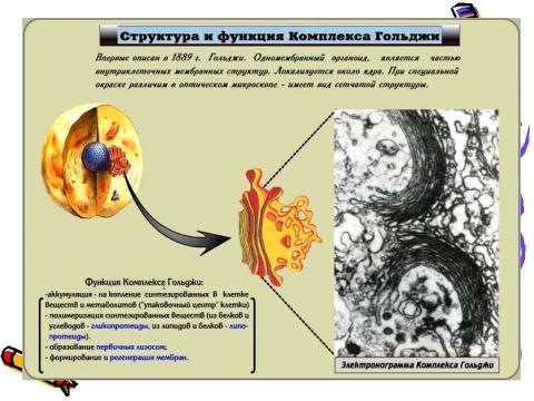 Презентация на тему "Эукариотическая клетка. Цитоплазма. Органоиды" по биологии