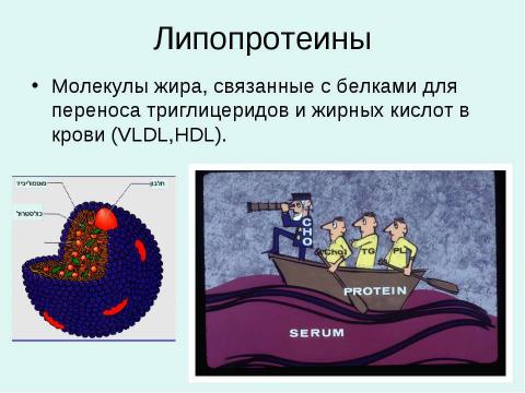 Презентация на тему "Жиры - Липиды" по химии