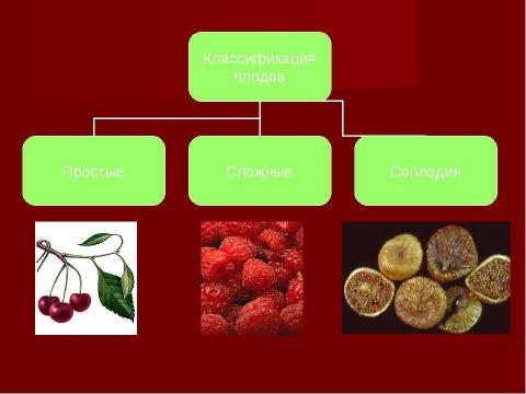 Презентация на тему "Плоды. Значение и разнообразие плодов." по биологии