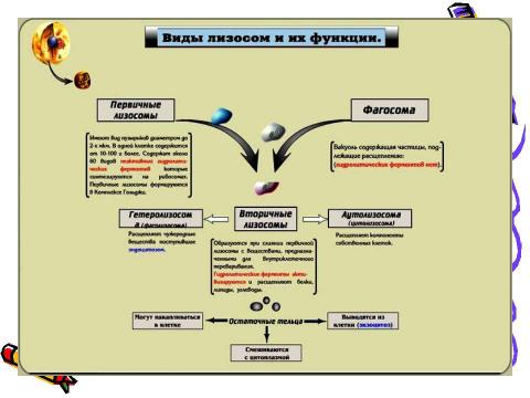 Презентация на тему "Эукариотическая клетка. Цитоплазма. Органоиды" по биологии