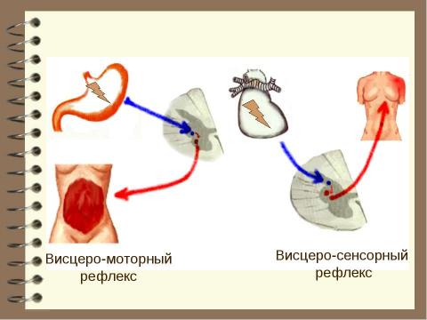 Презентация на тему "Патология вегетативной нервной системы" по медицине