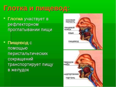 Презентация на тему "Пищеварительная система" по биологии