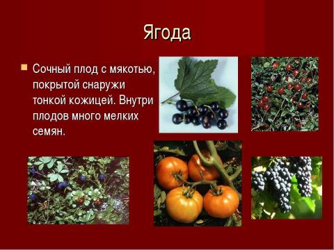 Презентация на тему "Плоды. Значение и разнообразие плодов." по биологии