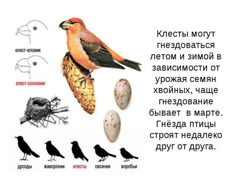 Презентация на тему "Клесты" по окружающему миру