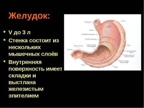 Презентация на тему "Пищеварительная система" по биологии