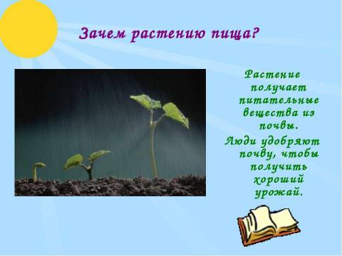 Презентация на тему "Условия процесса выращивания фасоли" по биологии