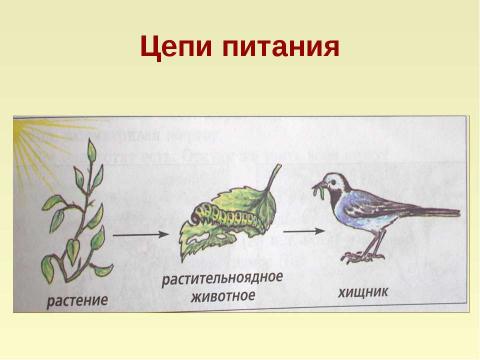 Презентация на тему "Как живые организмы переносят неблагоприятные для жизни условия" по биологии