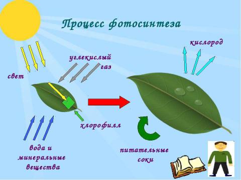 Презентация на тему "Условия процесса выращивания фасоли" по биологии