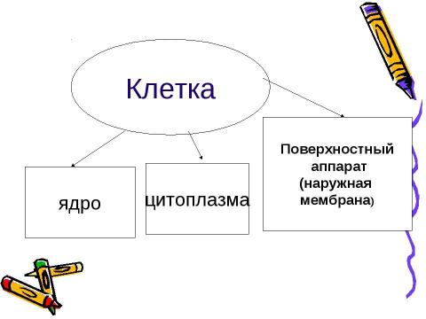 Презентация на тему "Эукариотическая клетка. Цитоплазма. Органоиды" по биологии