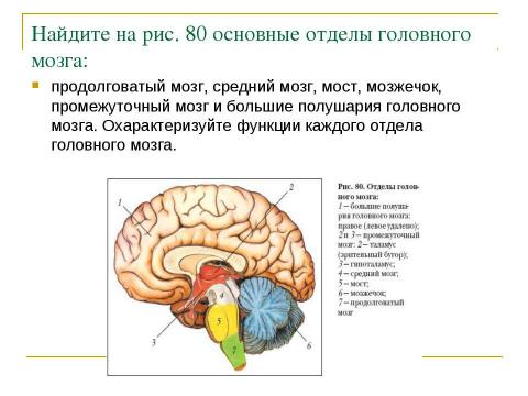 Презентация на тему "Нейрогормональная регуляция" по биологии