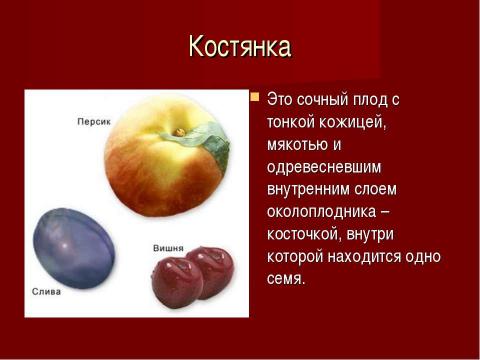 Презентация на тему "Плоды. Значение и разнообразие плодов." по биологии