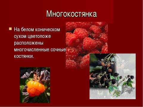 Презентация на тему "Плоды. Значение и разнообразие плодов." по биологии