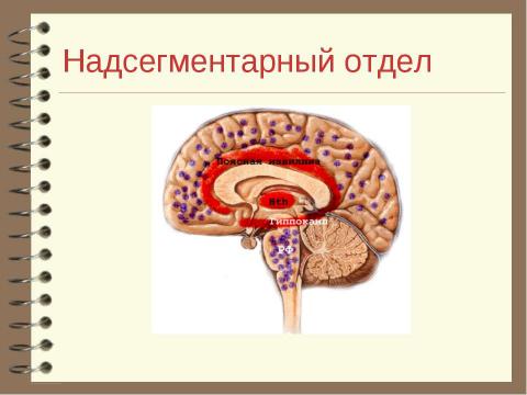 Презентация на тему "Патология вегетативной нервной системы" по медицине