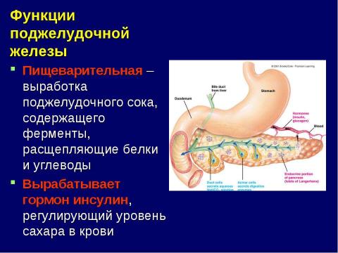 Презентация на тему "Пищеварительная система" по биологии